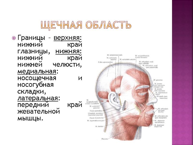Щечная область Границы – верхняя: нижний край глазницы, нижняя: нижний край нижней челюсти, медиальная: Щечная область Границы – верхняя: нижний край глазницы, нижняя: нижний край нижней челюсти, медиальная: